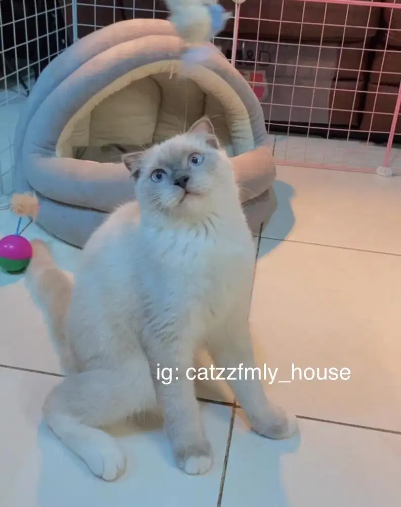 lepas adopsi bsh scottish