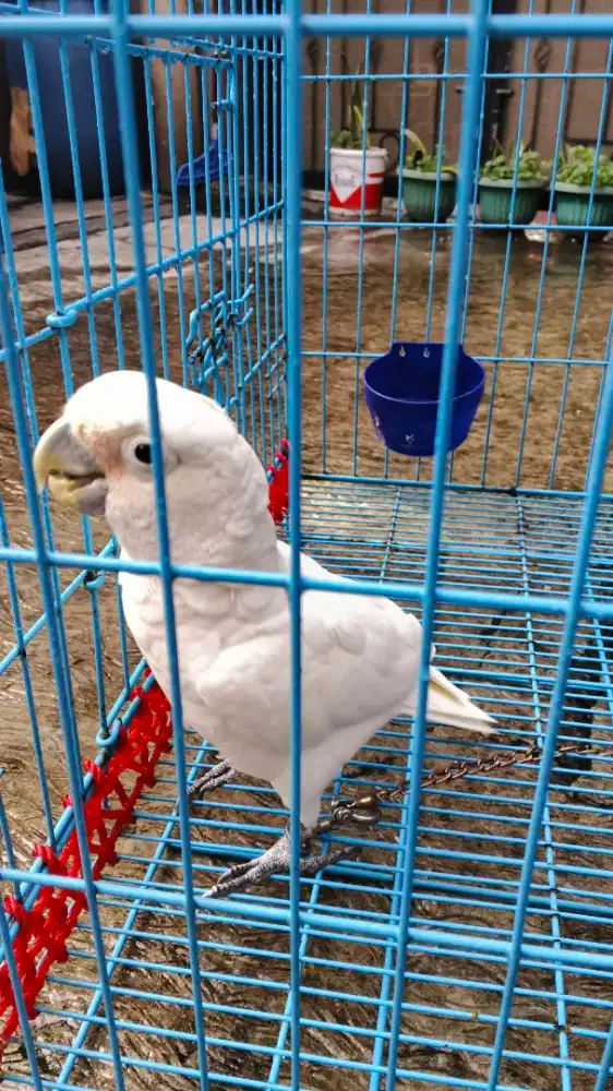 Burung Kakatua govin