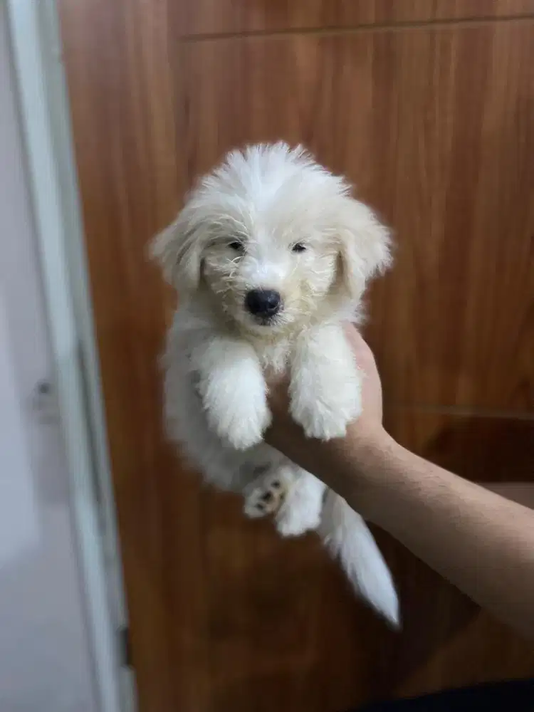 Anjing Maltese mix Pom