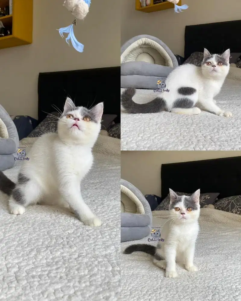 LEPAS ADOPSI BSH BICOLOR PED/NP