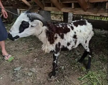 tabungan domba qurban 30kiloan timbang riil siap kurban 400rb/bln 8x