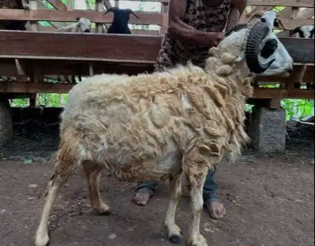tabungan domba qurban 30kiloan timbang riil siap kurban 400rb/bln 8x