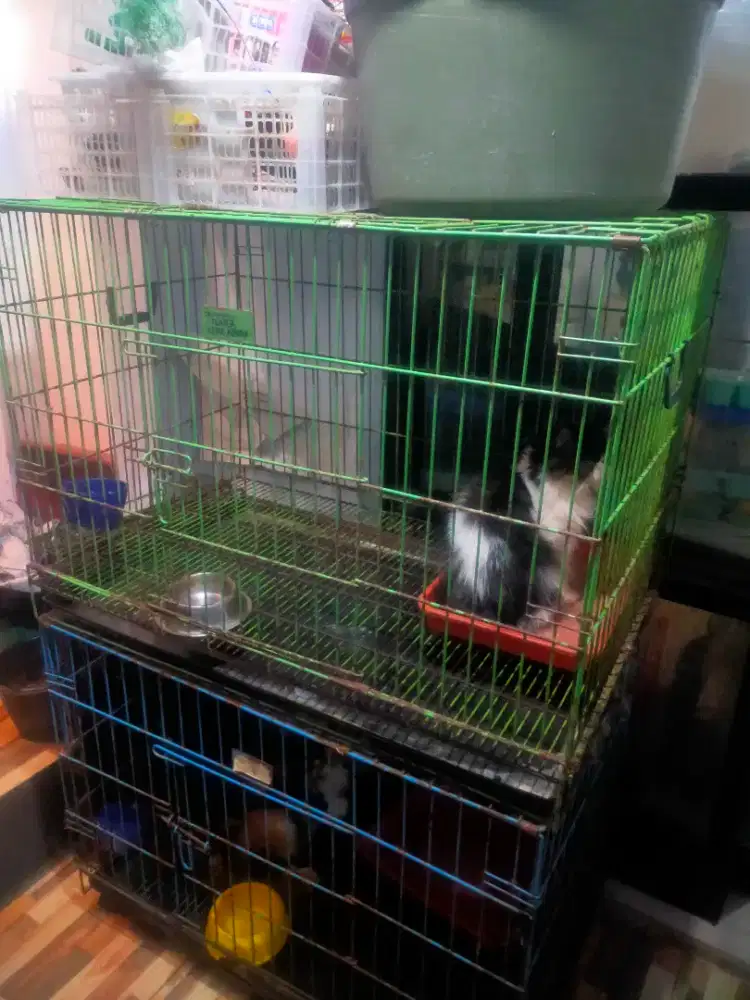 Kandang kucing besi