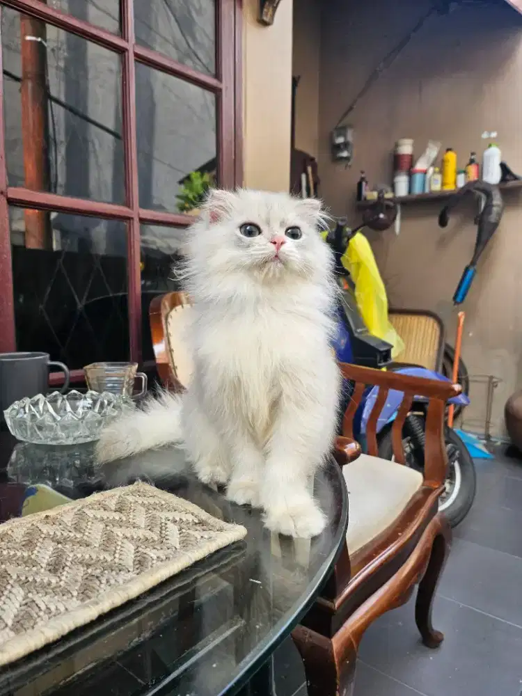 Scottish Highland Fold Blue Golden All Parents PED
