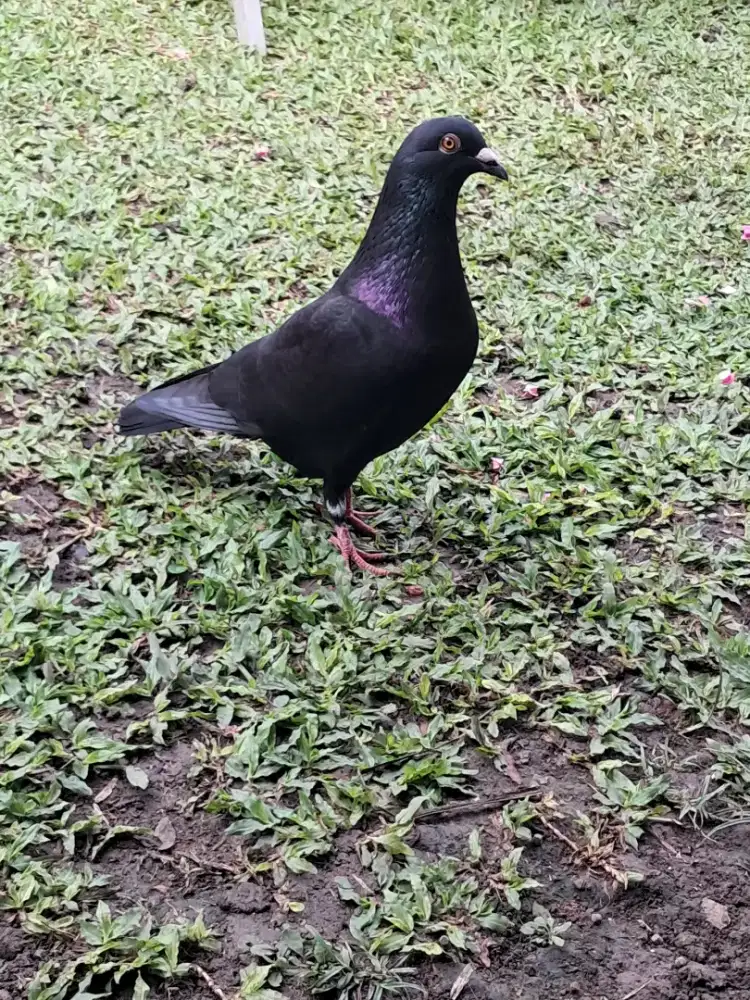 Burung merpati pos