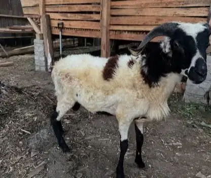 cicilan 400rb/bln 8x domba qurban 2026 timbang riil jamin manteb puas