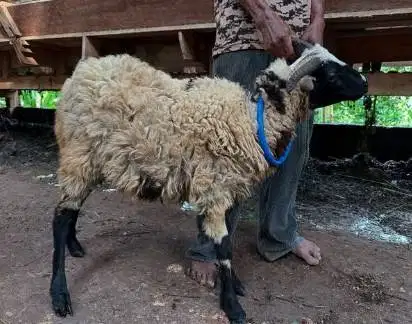 cicilan 400rb/bln 8x domba qurban 2026 timbang riil jamin manteb puas