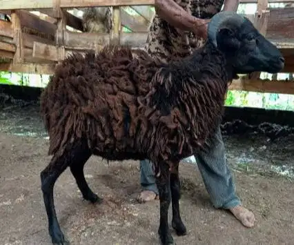 cicilan domba qurban 400rb/bln 8x siap kurban 2026 timbang riil manteb