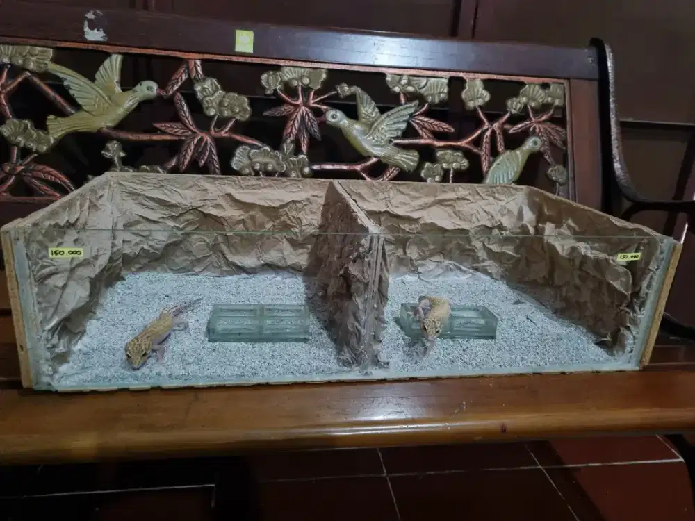 Gecko 2 ekor fullset