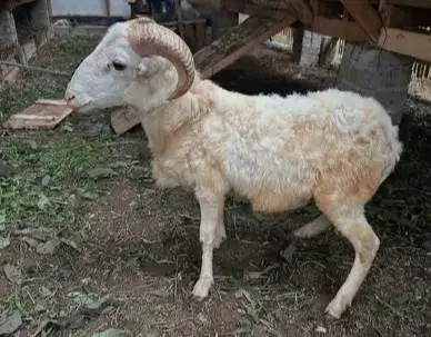 tabungan qurban 400rb/bln 8x domba jantan 30kiloan timbang riil manteb
