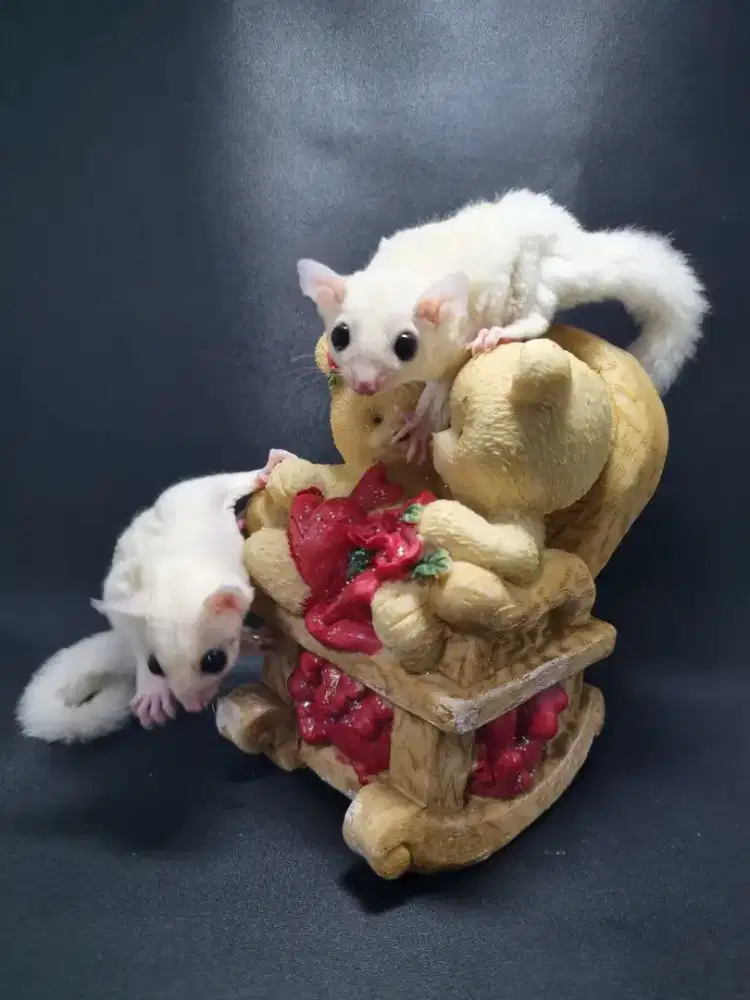 Sugar glider leucistic