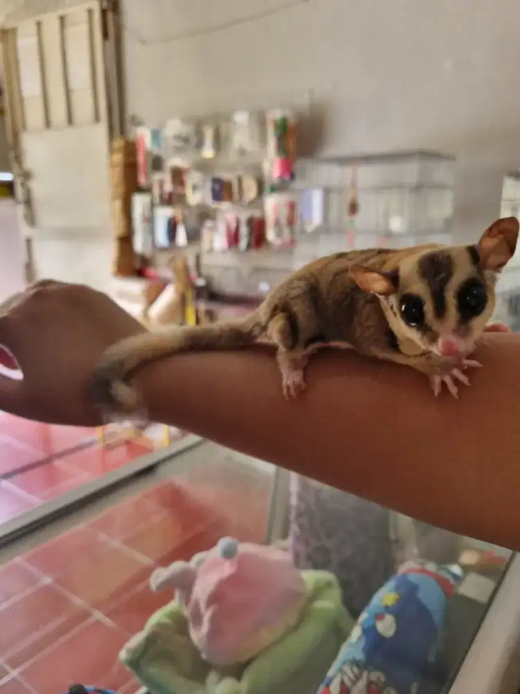 Sugar glider mozaic