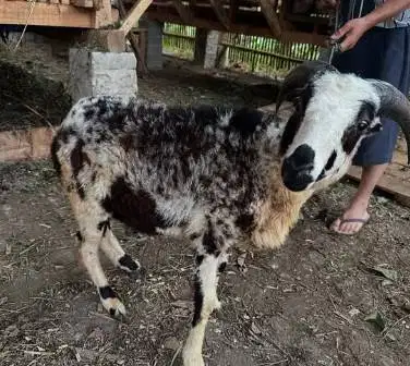 cicilan 400rb/bln 8x domba jantan 30kiloan timbang riil siap kurban