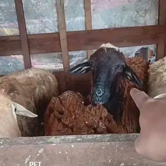 cicilan domba qurban 2026 400rb/bln 8x tmbang riil siap kurban manteb