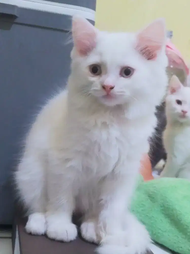 ADOPSI SEGERA! 4 KITTEN BSH Mix TURKIES SUPER GEMOY & CANTIK!