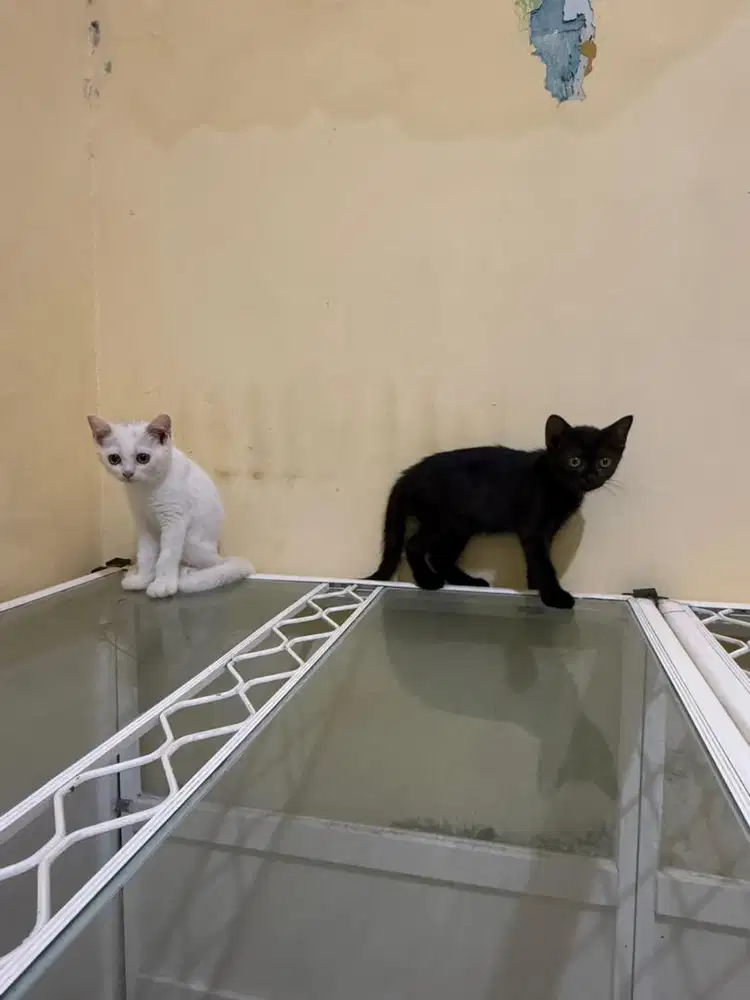 kucing british shorthair bsh