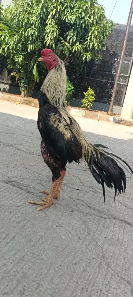 Jual ayam Bangkok