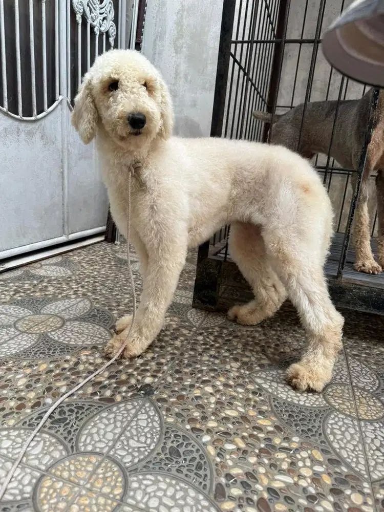 anjing giant poodle betina 7 bulan