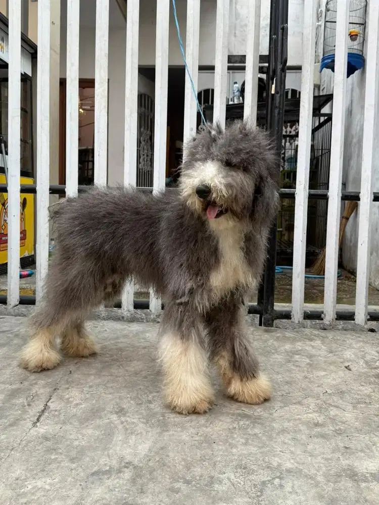 anjing giant poodle betina 9 bulan