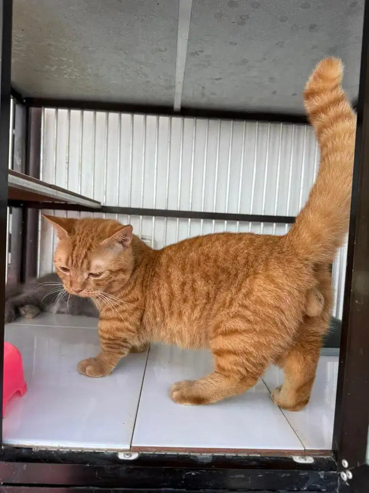 jasa pacak kucing bsh munchkin