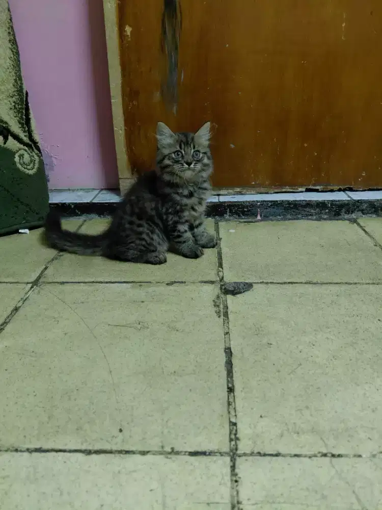 Kitten Persia bigbone