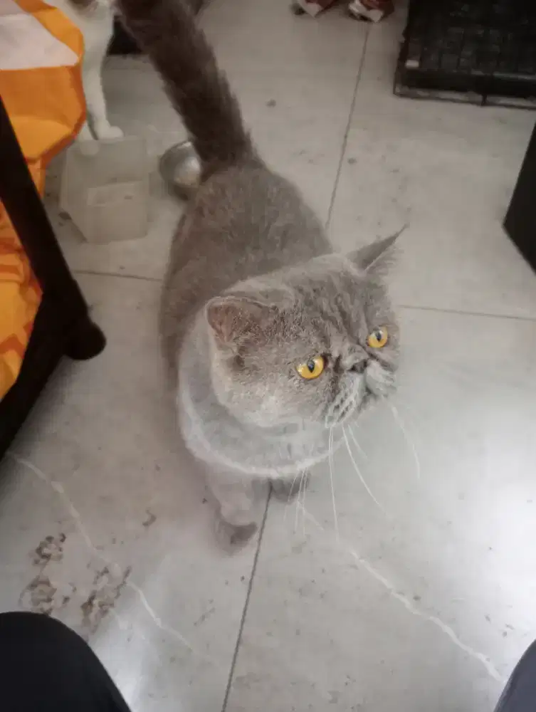 kucing british yg 1 bukan kucing british