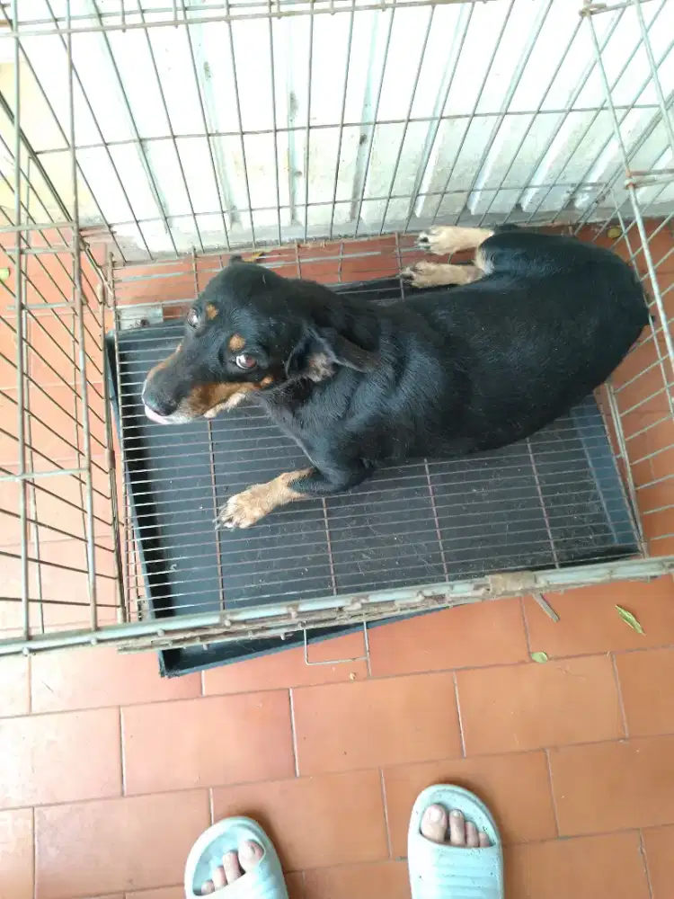 Open Adopt Tekel mix Pom