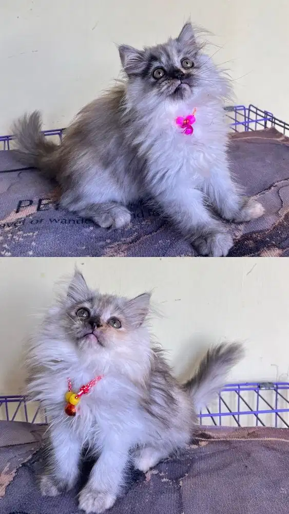 Persia longhair super warna silver