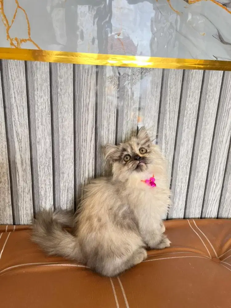 Persia super longhair warna silver
