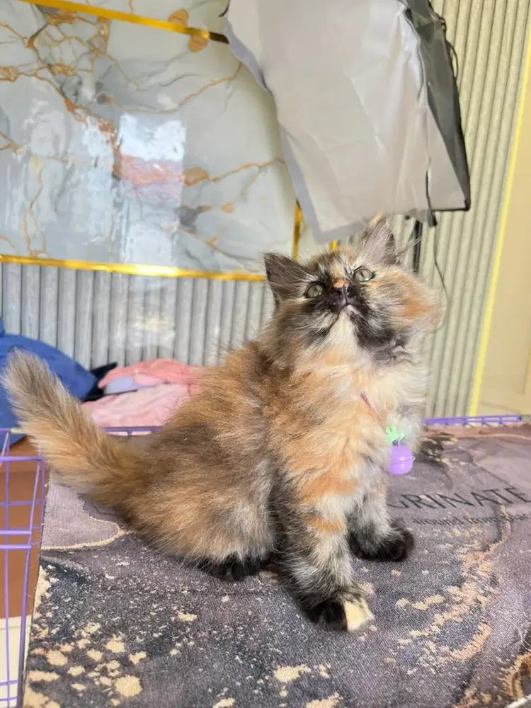 Persia super longhair warna belang abstrak