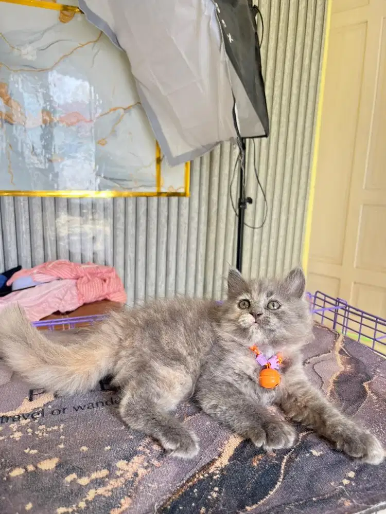 Persia abu betina super gembul