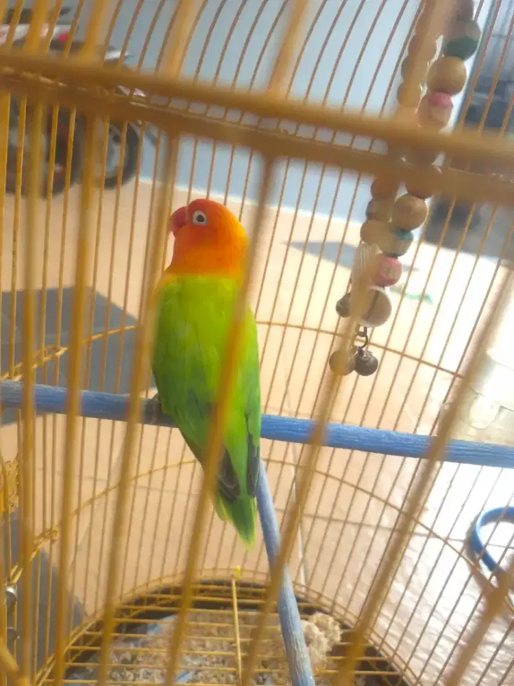 Lovebird Biola Green Murmer