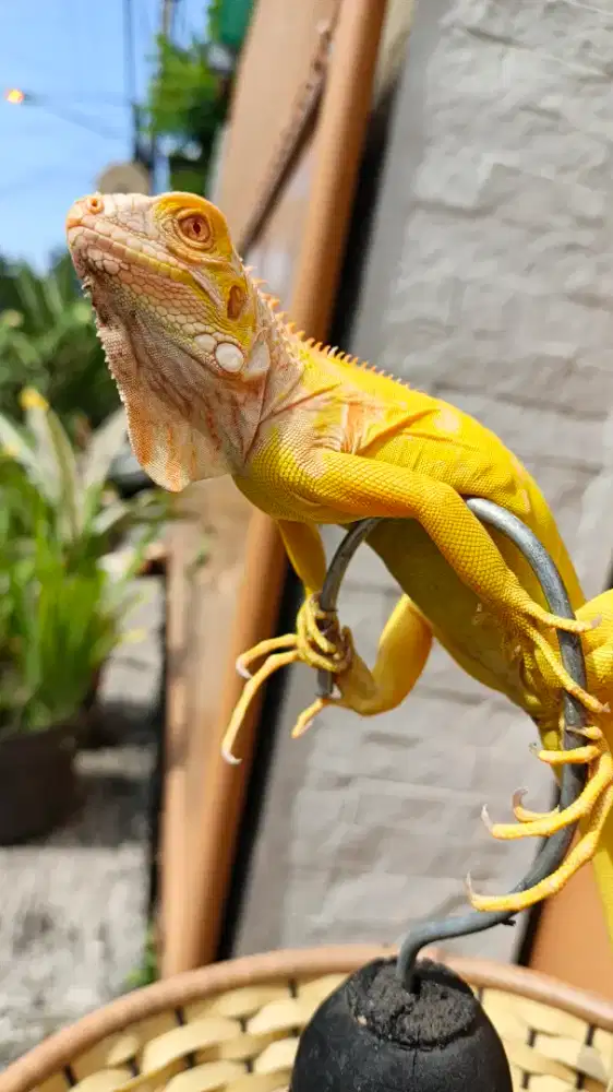 Iguana albino kuning