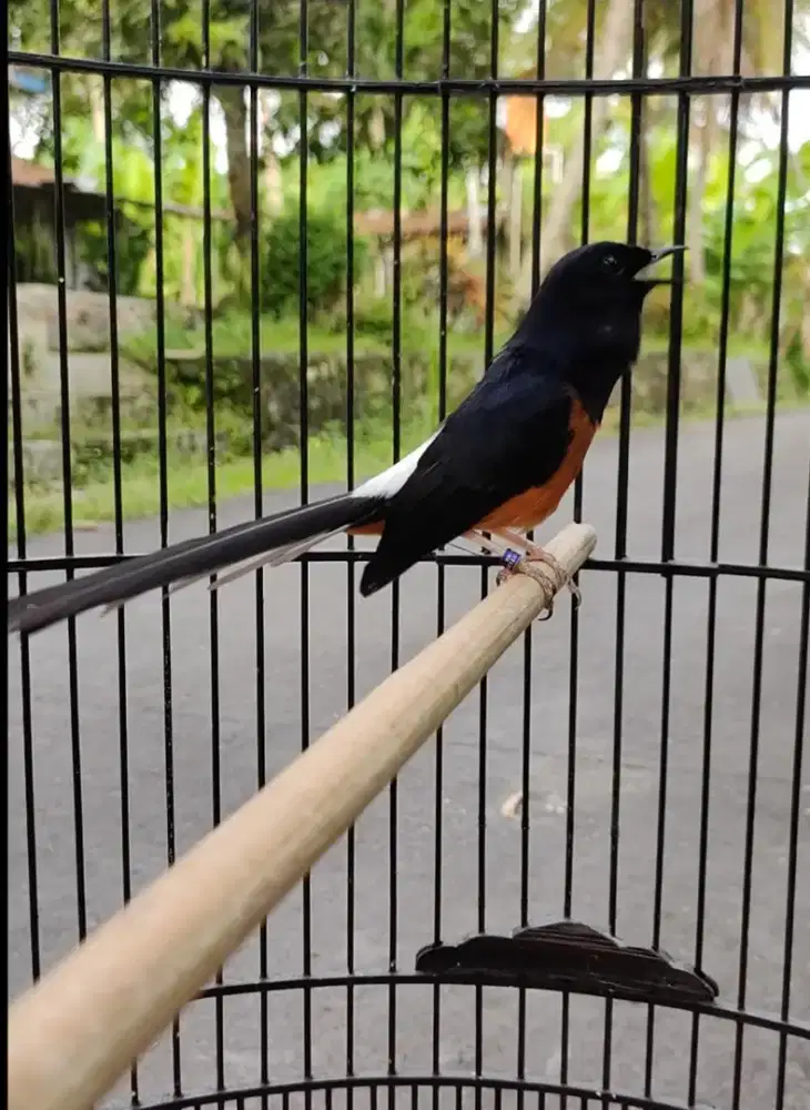 Murai jantan gacoor Fighter