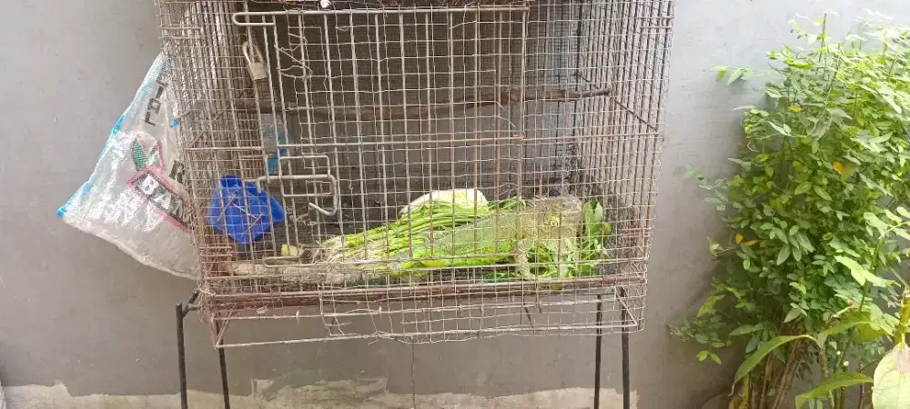 Iguana Hijau Dewasa