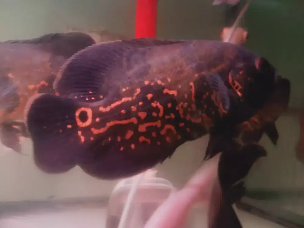 Ikan oscar tiger