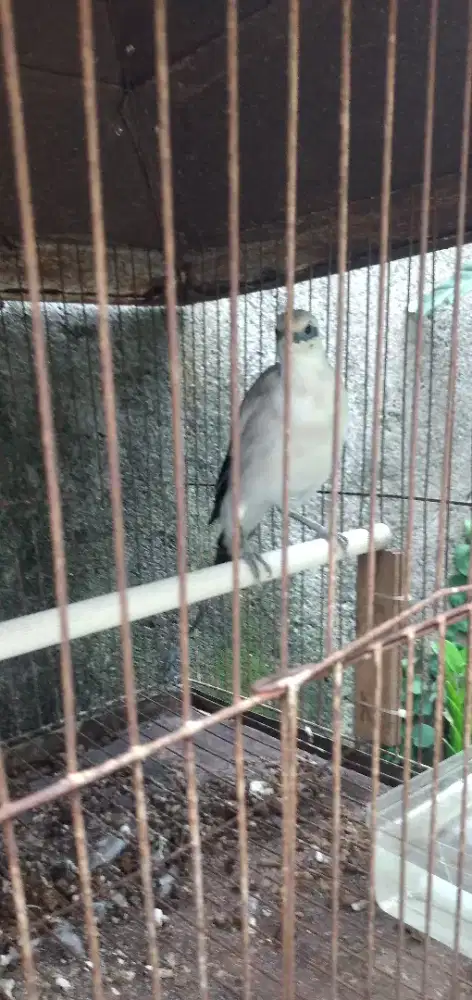 Jalak Hongkong Hybrid