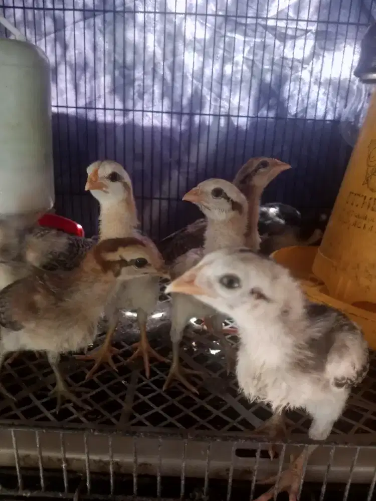 Ayam banngkok mangon gen bulbi / bulu biang