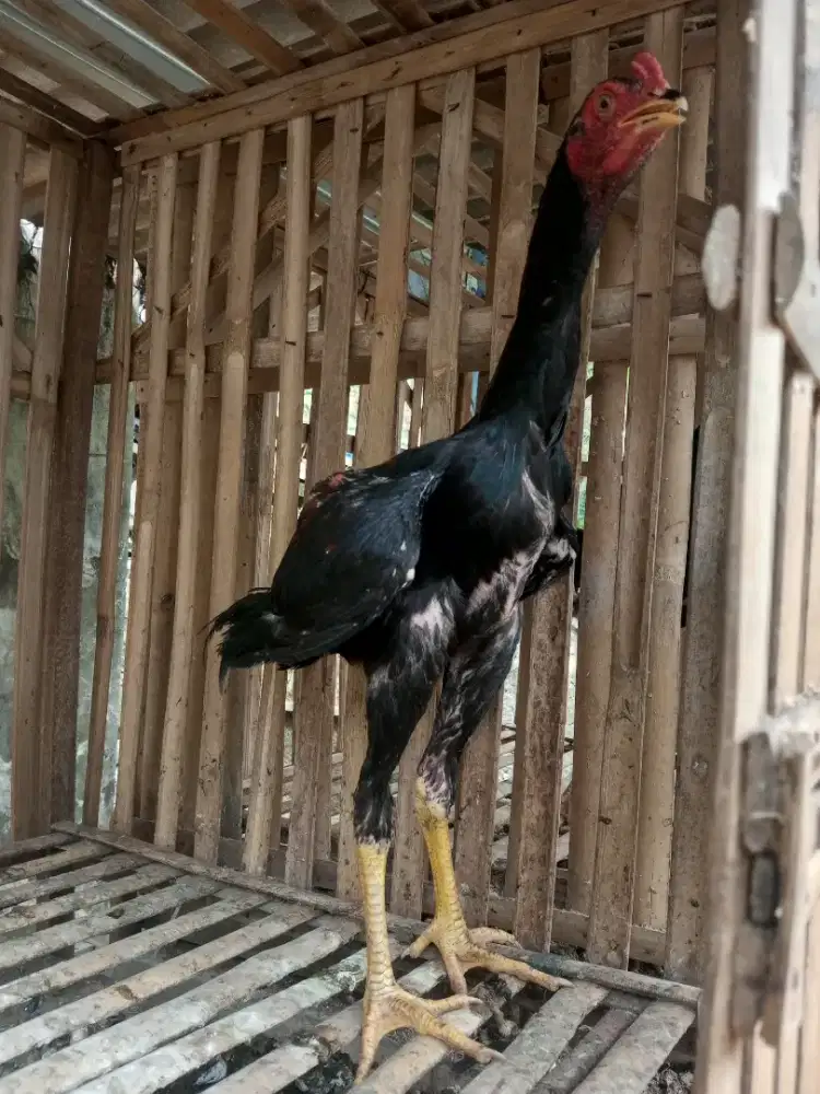 Ayam Bangkok x shamo
