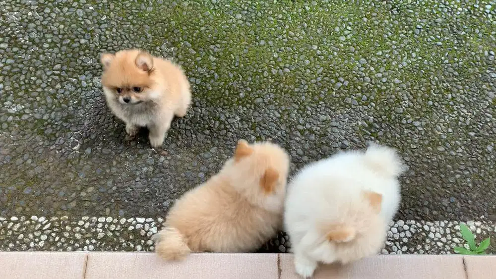 DI JUAL ANAK ANJING MINI POM