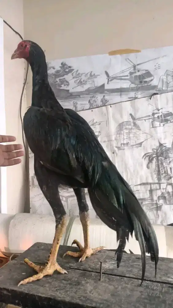 Ayam aduan bulu hitam