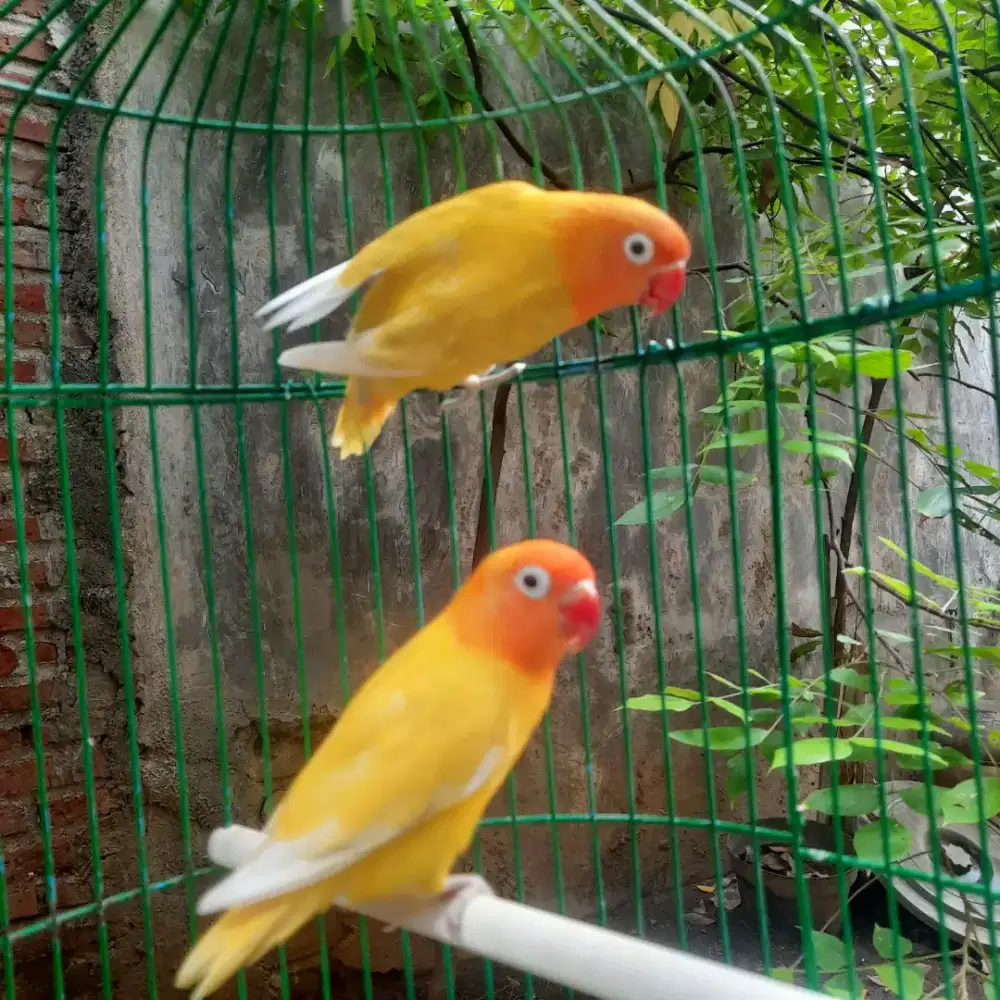 Sepasang lobebird lutino retina merah dan pastel kuning bersih