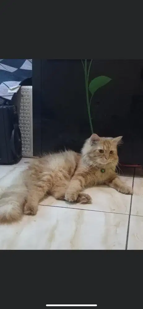 Kucing persia medium jantan