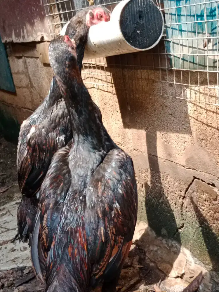 Ayam Shamo Eropa Line Zuchter