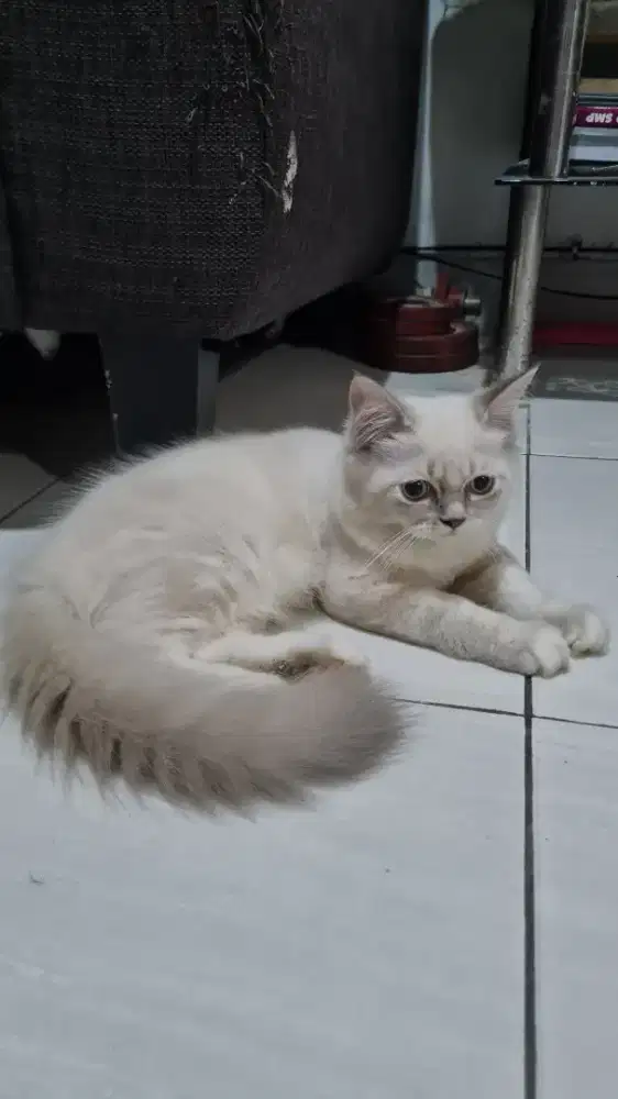 Persia kitten jantan