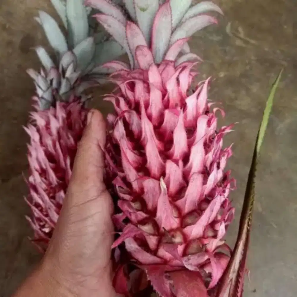 Buah nanas merah / nanas muda segar