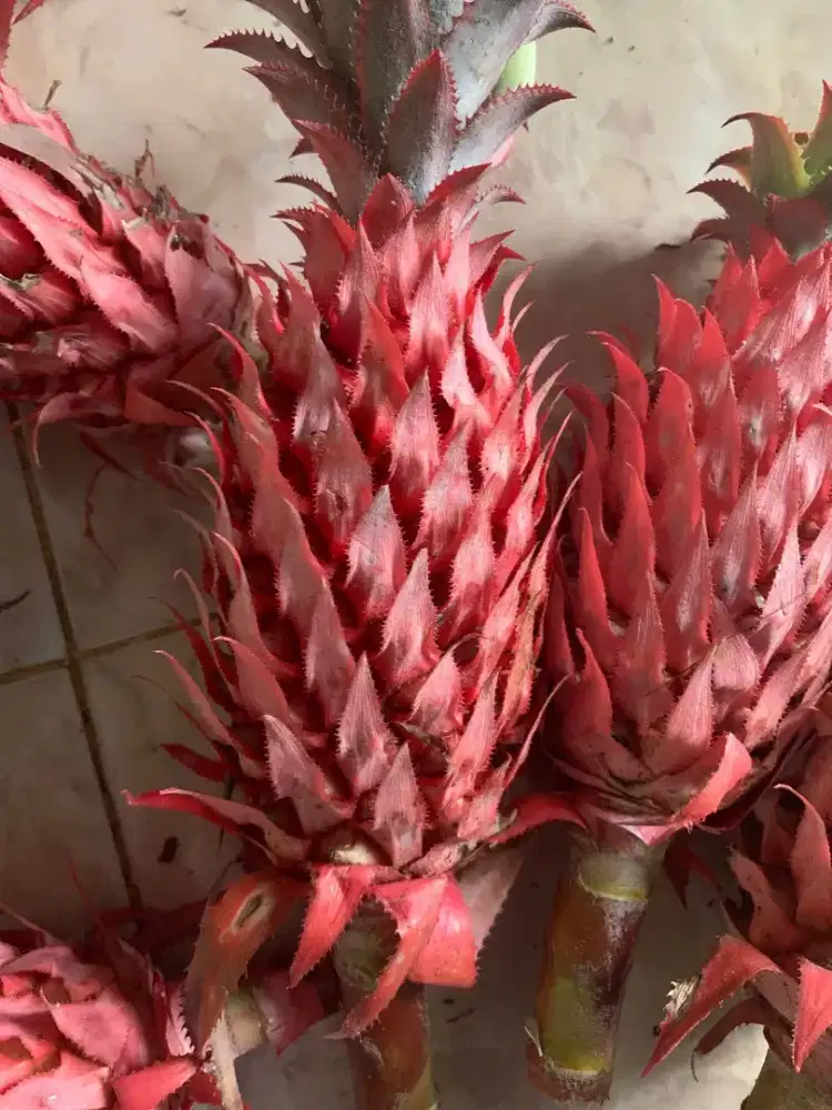 Buah nanas merah muda segar