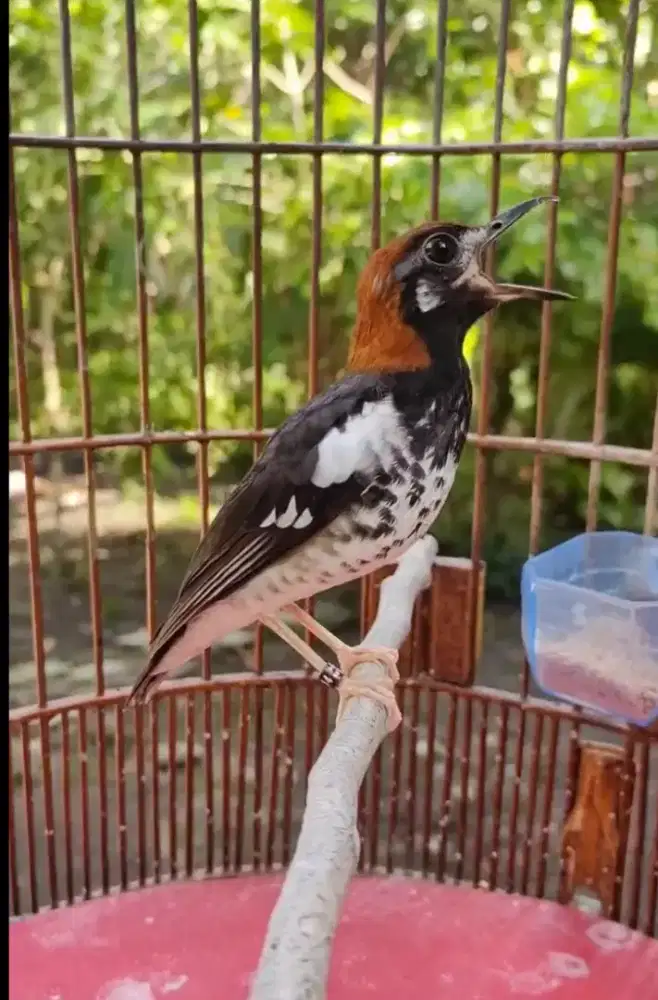 Anis kembang jantan gacor ngerol istimewa