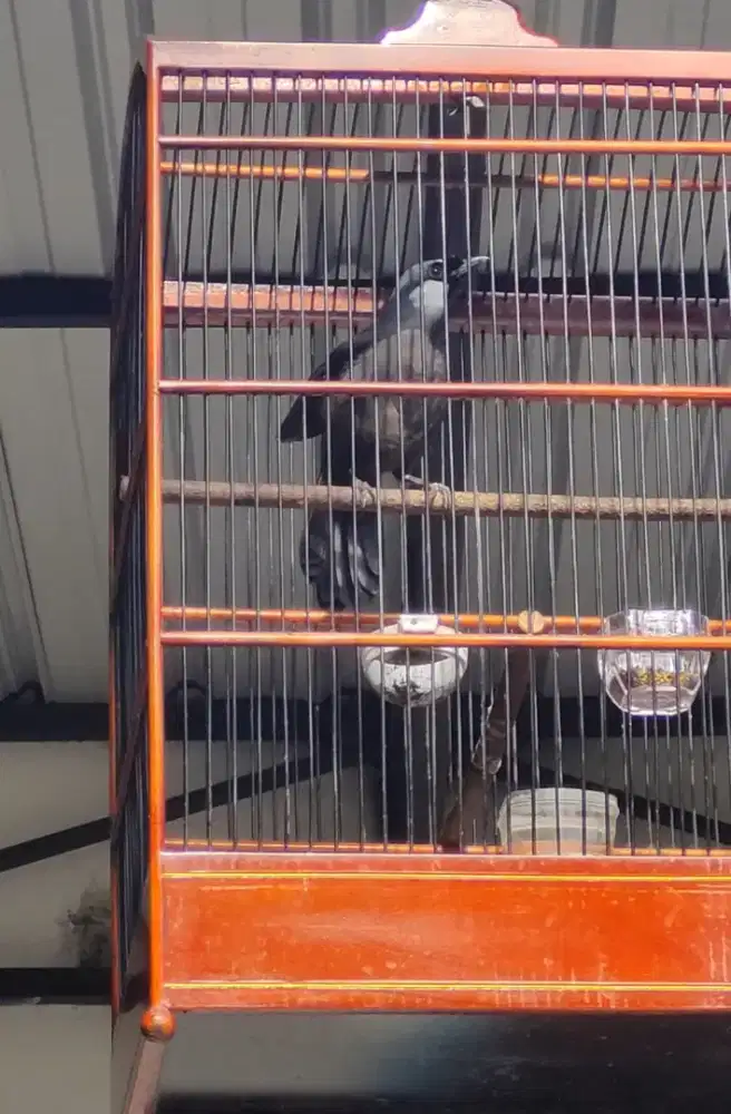 Poksai hongkong jantan gacor mantap