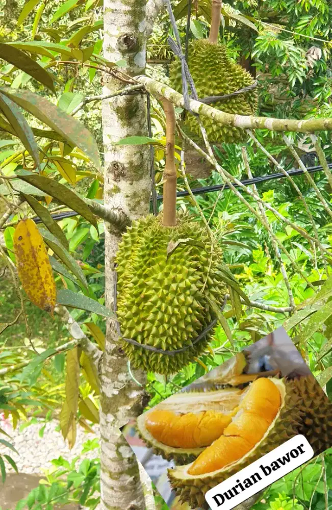 BERANI NEGO SAMPAI JADI tanah/lahan kebun durian dan buah import
